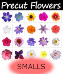 SMALLS Digital Images from Precut Flowers MR Pack by Winterbrose. Please enjoy this collection of small sized versions of the 20 images in our Precut Flowers Merchant Resource. All imges are approximately 75x75 pixels in size and saved as PNG with transparency. This is a good way to "try before you buy". Enjoy!