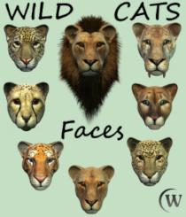 WILD CATS Faces (Smalls) by Winterbrose. Big cat and feline lovers will delight in this set of wild cat faces showing some of today's most fearsome predators along with one prehistoric big cat. This collection features a set of eight (8) PNG files with transparency for the following Wild Cats: Lion, Lioness, Cheetah, Puma, Jaguar, Sabertooth, Leopard, Tiger. Images are provided as-is without any warranty or guarantee as to suitability and compatibility with your projects, and can be used in your own commercial and personal projects.