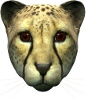 CHEETAH, runner of the wild kingdom, display this face shot anywhere you need this wild cat to appear.