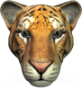 TIGER, lone ruler of the forest kingdom, display this face shot anywhere you need this wild cat to appear.