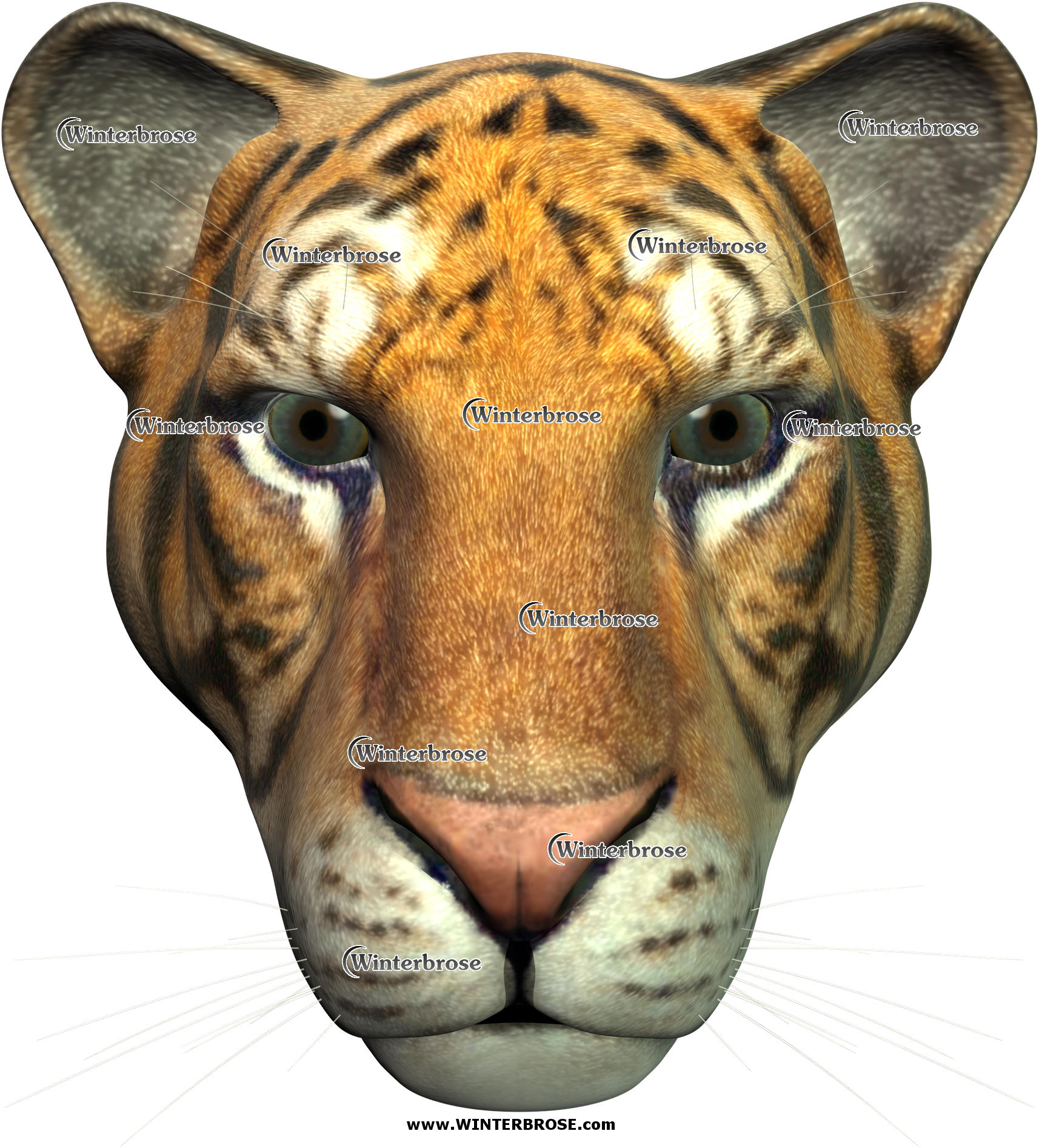 TIGER, lone ruler of the forest kingdom, display this face shot anywhere you need this wild cat to appear.
